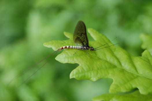 Flying insect