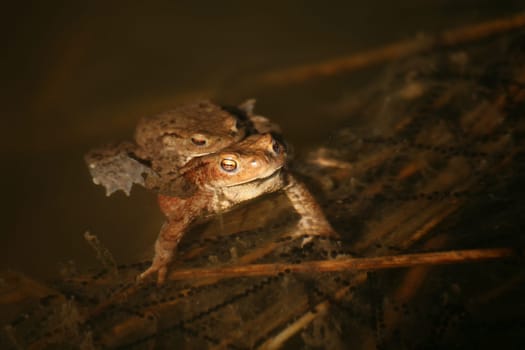Pair of common toads in the spawning waters