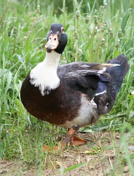 Duck