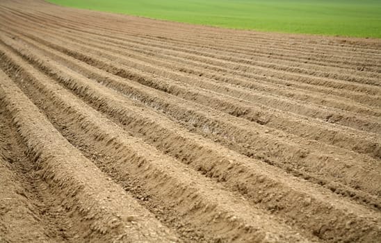 Accurately made furrows in a field for carrot cultivation
