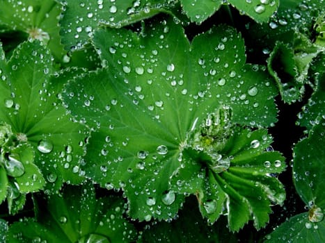 Drops of water on the leaves of a lady's mantle