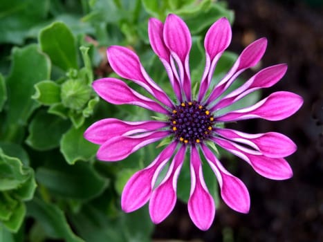 Cape baskets come from South Africa and have become increasingly popular as hybrids in recent years