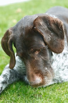 German wirehaired mouse hunting