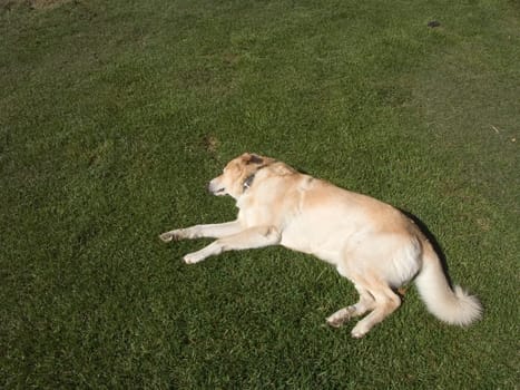 Tired dog