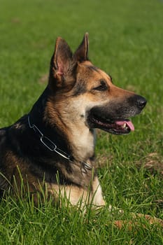 German Shepherd Portrait 3