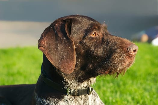 German Wirehaired