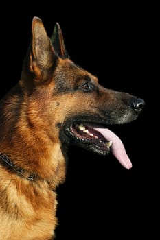 German Shepherd exempt