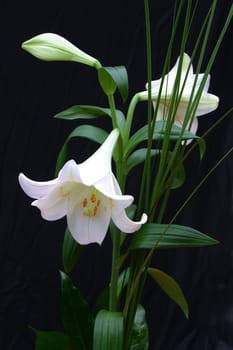 White lilies