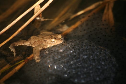Common toad on clumps of spawning - but the spawn is of grass frogs (toad spawning is cord-shaped)