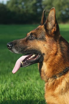 German Shepherd Portrait