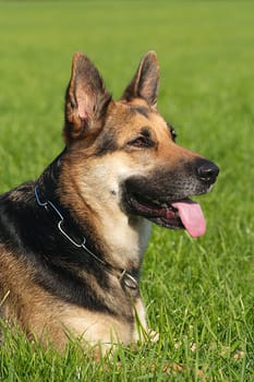 German Shepherd Portrait 2