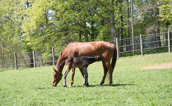 Mare with foal