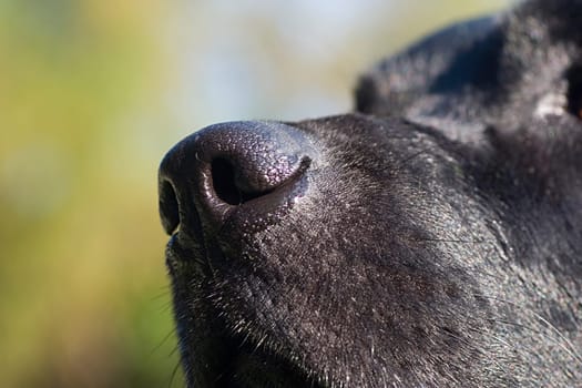 smell
