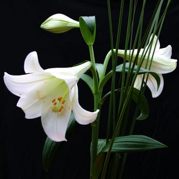 Lily