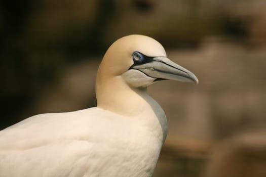 Sula bassana