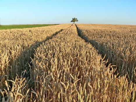 The furrow