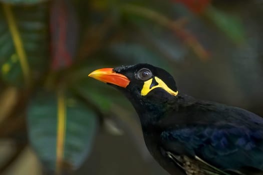 to put it in the words of this beo. He lives in the plant show house of the Luisenpark and can speak very clearly. "Such a beautiful Beo,"" he likes to say... but also ""wie heesch'n du?"" that is Mannheim dialect and bed"