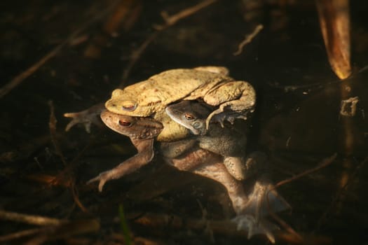One male tries to displace another from his place on the female. Unfortunately,during such "takeover attempts"" the female often drowns!"
