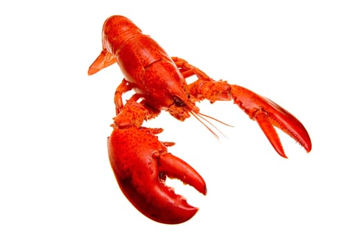 Lobster