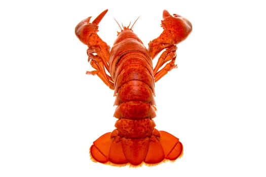 Lobster
