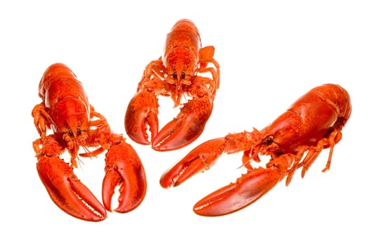 Lobster