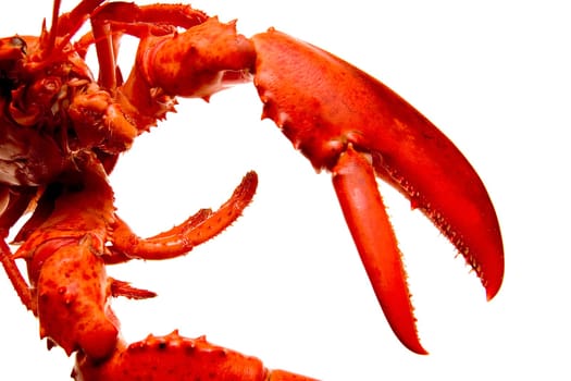 Lobster