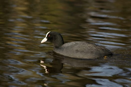 Eurasian coot