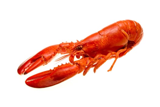 Lobster