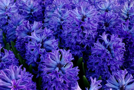 Hyacinths