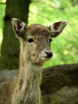 Roe deer
