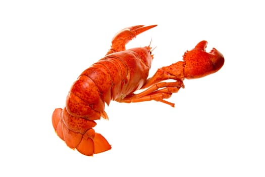 Lobster