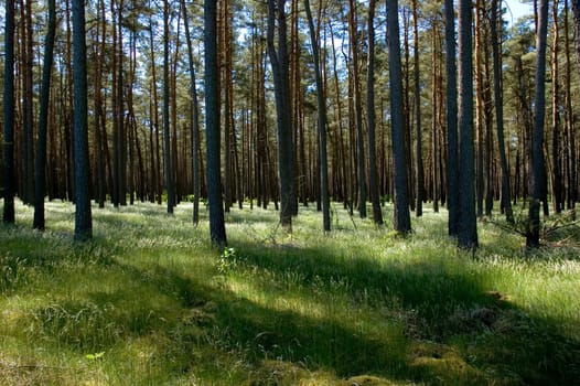 forest without cake without mushrooms without gras without aegeria