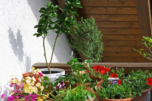Balcony garden