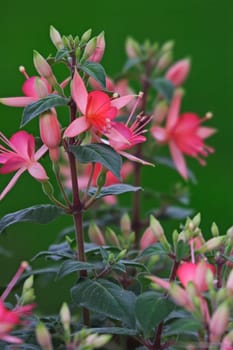 Fuchsia