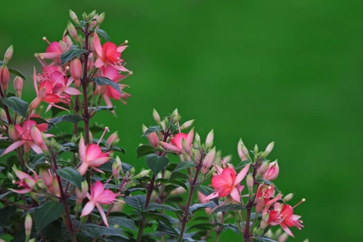 Fuchsia