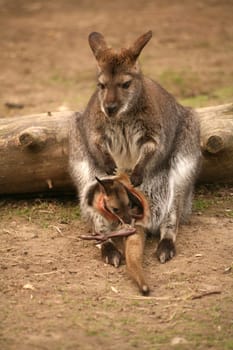 It's quite adventurous how this already quite large kangaroo baby gets out of mom's pouch