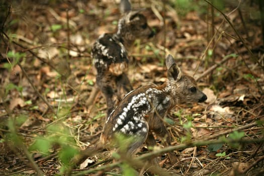 Two fawns that seem to have just been born (Wildlife - photographed in the local forest)