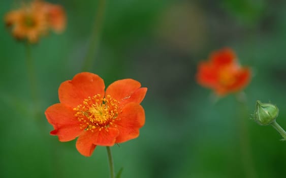 I have a question for you again! I saw this plant last night in the herb garden of our castle. Unfortunately I don't know the name! Would be nice if someone could help me......!:-)