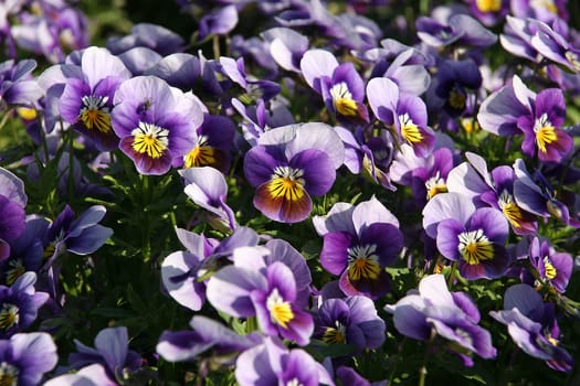 Horned pansy