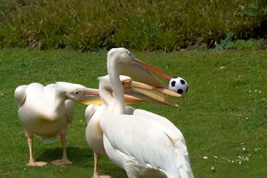 Foot fever
