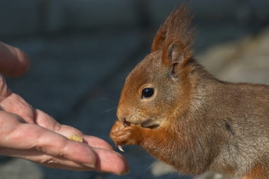 are only a few squirrels