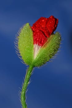 Poppy 1