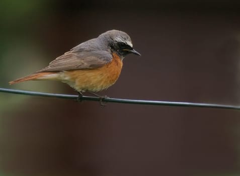 you can see the Gatren Redstart -  Thanks to Naturfreund - You seem to be right