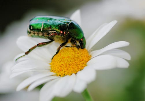 Rose chafer