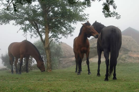 Horse World