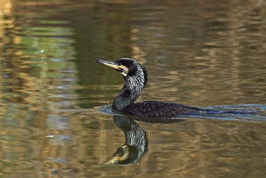 Cormorant