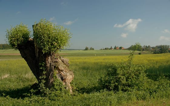 The wind in the willows