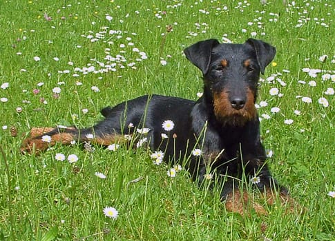 Hunting Terrier