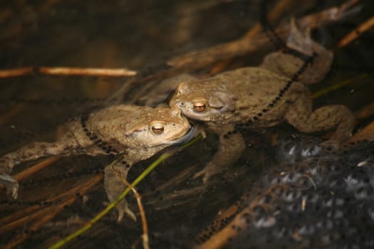 Two lonely bachelors in a spawning pond with fresh spawn