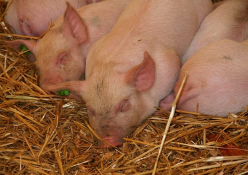 Piglets